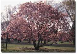"The" Magnolia Tree.
